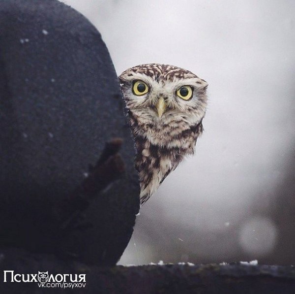 10 снимков фотографа, с которым дружат животные.Конста Пункка (Konsta Punkka) — 21-летний паренек из ...