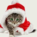 ���� �������, �������-����� - ��������� 12 ������� 2015 � ������ ���� ����������