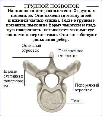 Как исправить осанку (силовые упражнения).Необходимо отметить, что данный список не полон, поскольку ... - 3