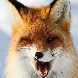 ���� ������ ���, �������, 46 ��� - ��������� 14 ����� 2015