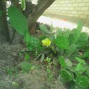 ���� ������, �������, 43 ���� - ��������� 6 ������ 2015 � ������ ���� ����������