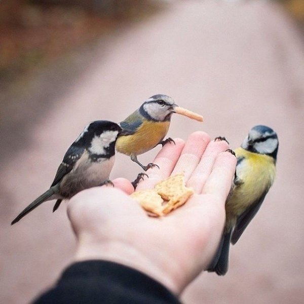 10 снимков фотографа, с которым дружат животные.Конста Пункка (Konsta Punkka) — 21-летний паренек из ... - 2
