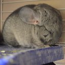 ���� ���������, �������-�����, 50 ��� - ��������� 18 ������� 2015 � ������ ���� ������