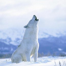 ���� �������, ����, 55 ��� - ��������� 15 ������� 2014