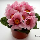 ���� ��������, ��������, 73 ���� - ��������� 26 ������� 2015 � ������ ��������-��������