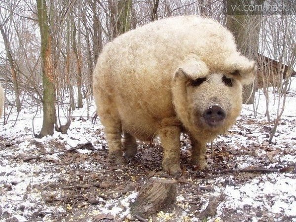 Мангалица это единственная порода свиней в мире, которая сохранила шерстяной покров как у овец.