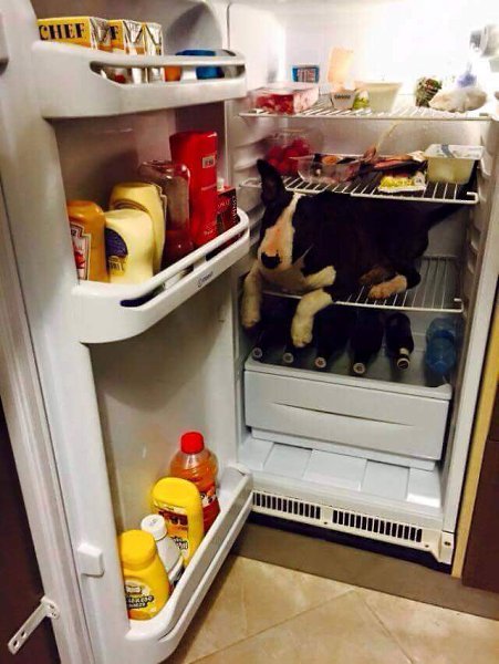 4 основных компонента готовых лакомств.Мясо. Этот продукт, как правило, но далеко не всегда ...