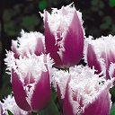 ���� ��������, ������ - ��������� 1 ����� 2015 � ������ ������ ��������