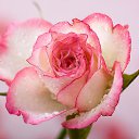 ���� �����!!������� ������, ������������ - ��������� 25 ������� 2015 � ������ �������� � ��� ������