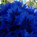 ���� ������� - �� ��������!, �������� - ��������� 19 ������ 2015 � ������ �����������