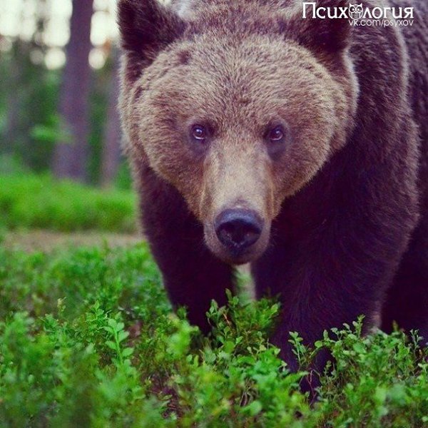 10 снимков фотографа, с которым дружат животные.Конста Пункка (Konsta Punkka) — 21-летний паренек из ... - 3