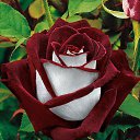 ���� ������, �����-���������, 51 ��� - ��������� 24 ������ 2015 � ������ ���� ����������