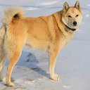 ���� ����� �� ������� ���� ,,�����,,�