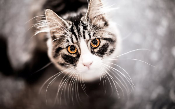 Котя, котенька, коток…. Мой котёнок, мой клубок…Котик – серенький хвосток!Ох, ты котик, ах, ... - 9