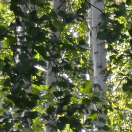 ����, ����������, 54 ����