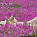 ���� �������, �������������, 71 ��� - ��������� 2 ������ 2015 � ������ ������ ��������