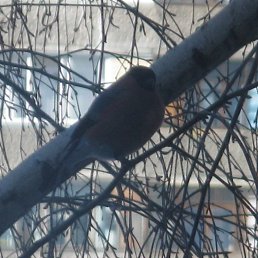 ��������, �������, 53 ����