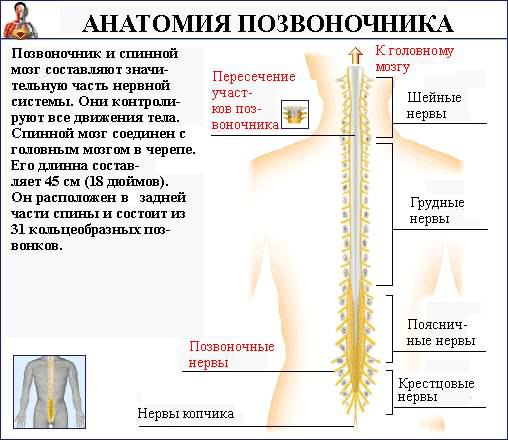 Как исправить осанку (силовые упражнения).Необходимо отметить, что данный список не полон, поскольку ... - 2
