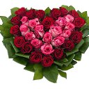 ���� �����, �����, 36 ��� - ��������� 11 ������� 2015 � ������ ���� ����������