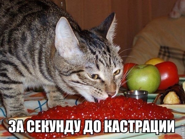 ������������ ���� - 10 ������ 2015 � 16:16