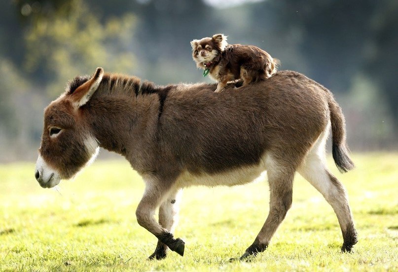  ,    Amelia Rise Donkeys,    ,  ... - 2