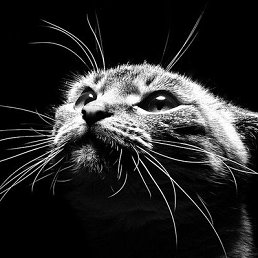 �����, �����, 62 ����