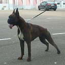 ���� �����, �������, 59 ��� - ��������� 5 ������� 2015 � ������ ������ ��������