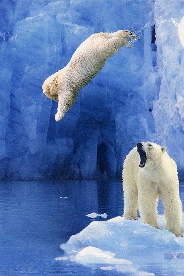  .#animal@travel.blog
