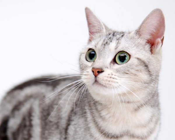 Котя, котенька, коток…. Мой котёнок, мой клубок…Котик – серенький хвосток!Ох, ты котик, ах, ... - 11