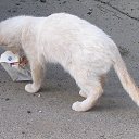 ���� �����, ������, 52 ���� - ��������� 15 ������� 2015 � ������ ���� ����������