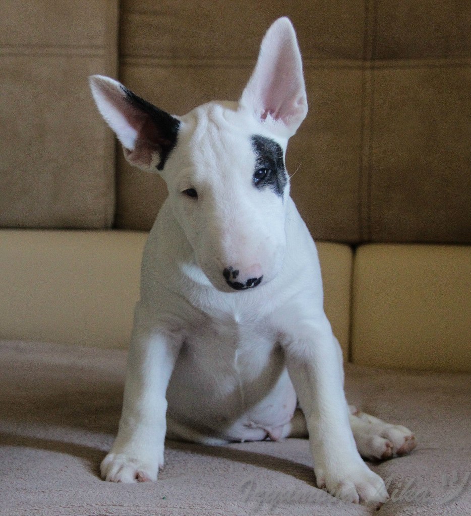 При покупке щенка , который  зарегестрирован в Российской кинологической федерации (РКФ)  заводчик ... - 3