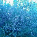 ������ ����� �� ������� ������