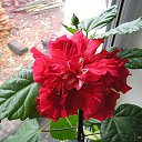 ���� ��������, ��������, 73 ���� - ��������� 26 ������� 2015 � ������ ��������-��������