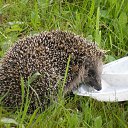 ���� ����, ������, 68 ��� - ��������� 13 ������ 2015