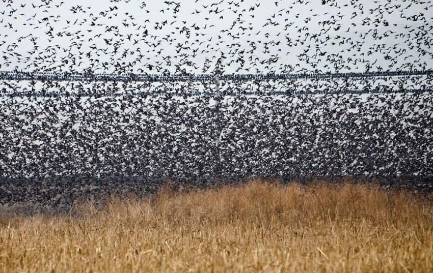 Стая птиц. Скворцы мурмурация. Стая безумных птиц. Птицы улетают. Стая вали.