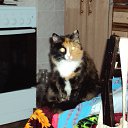 ���� �����, �����, 40 ��� - ��������� 27 ������� 2015 � ������ ���� ����������