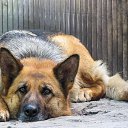 ���� �������, ������� ��������, 49 ��� - ��������� 16 ������ 2015 � ������ ���� ����������