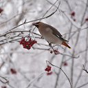 ���� ����������, ������� ��������, 63 ���� - ��������� 3 ������ 2015 � ������ �������