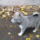 ���� �����, ������, 52 ���� - ��������� 7 ������� 2015 � ������ ���� ,,�����,,�