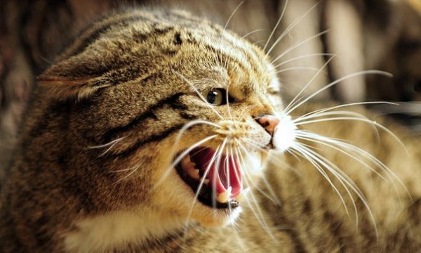 Гнев — это кислота, которая больше вредит сосуду, в котором она хранится, чем тем, на кого она ...