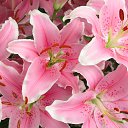 ���� ����, ������������ - ��������� 2 ������ 2015 � ������ ���� ����������