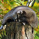 ���� ������, �����, 69 ��� - ��������� 16 ����� 2015 � ������ ���� ����������