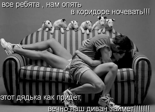 Английский бультерьер. - 25 марта 2015 в 22:09