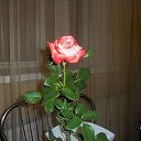 ��� ���� �� ������� ������ ��������