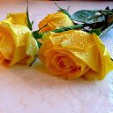 ���� ������, ���� - ��������� 26 ����� 2015 � ������ ���� ����������