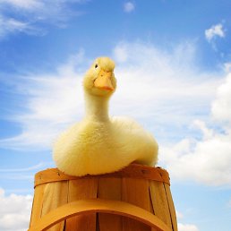 ���� �����, ��������� - ��������� 14 ������ 2015