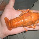  , -, 47  -  11  2015    