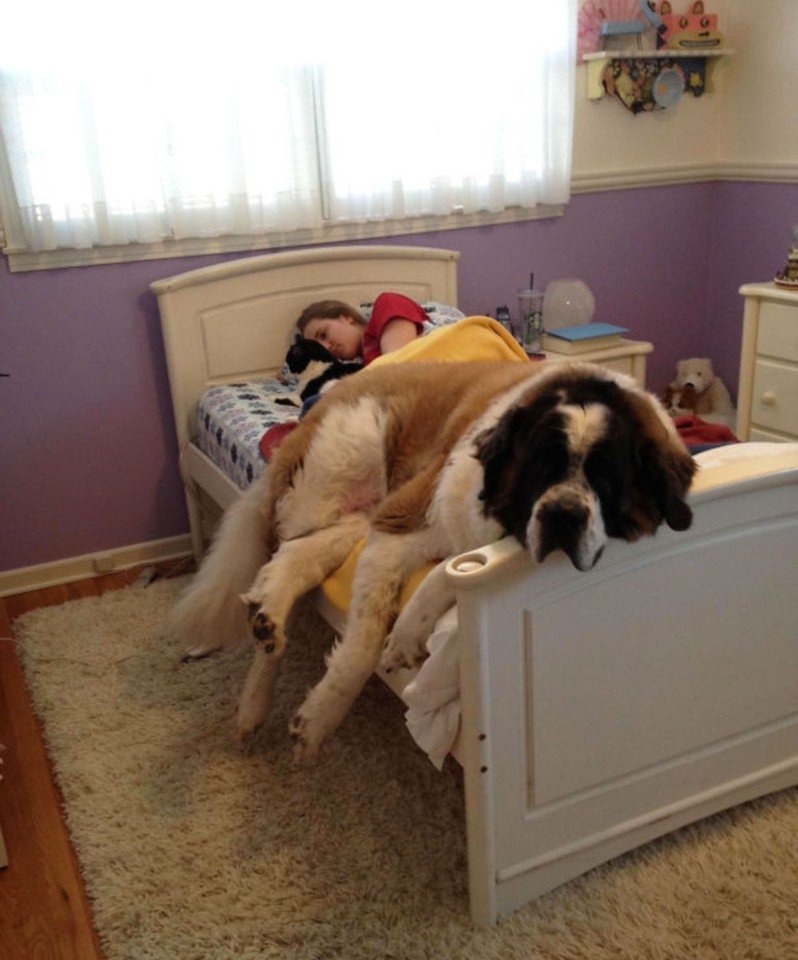     ,    =)).#animal@travel.blog