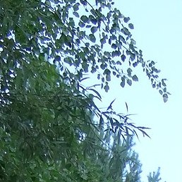 ���������, �������