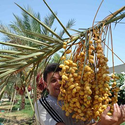 ����, �����